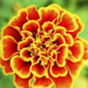 Meet your Posher, Elena